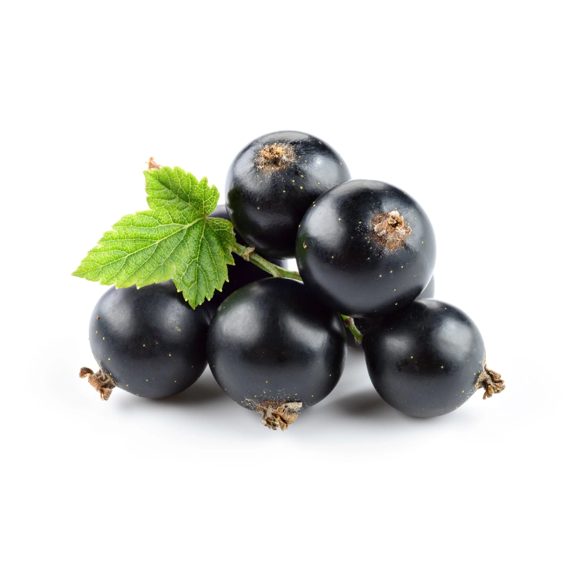 Black_Currant_2000x_356e7d1e-b223-4c0c-957c-d0aae4d44d74