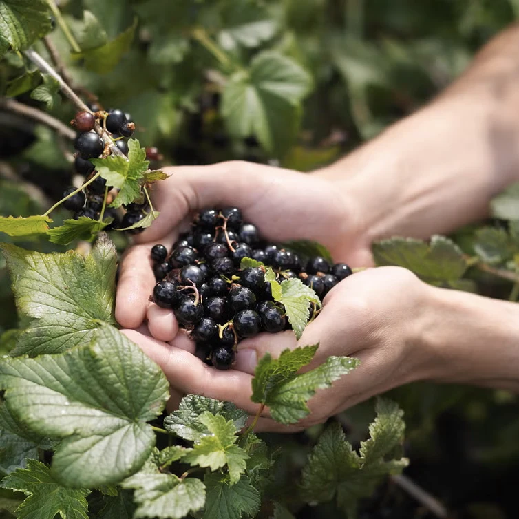 orchard – blackcurrant